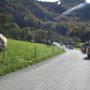 ...und links auch gleich exotische Vierbeiner