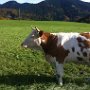 au sch..., da is wieder einer. Schnell weg!!!